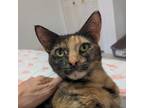 Adopt Balsa a Tortoiseshell Domestic Shorthair / Mixed cat in Fort Lauderdale