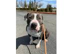 Adopt Tank a American Staffordshire Terrier / Pit Bull Terrier / Mixed dog in