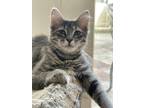 Adopt Mac a Domestic Mediumhair / Mixed (short coat) cat in San Jacinto