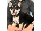 Adopt ZOOEY a Black - with Tan, Yellow or Fawn Husky / German Shepherd Dog /