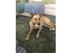 Adopt Helen a Red/Golden/Orange/Chestnut Labrador Retriever / Mixed dog in Los