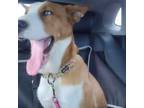 Adopt Bailey a White - with Tan, Yellow or Fawn Husky / Bull Terrier / Mixed dog