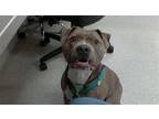 Adopt Kane a Gray/Blue/Silver/Salt & Pepper Pit Bull Terrier / Mixed dog in Fort