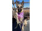 Adopt Cleo a Black - with Tan, Yellow or Fawn German Shepherd Dog / Mixed dog in
