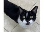 Adopt Dr. Waffles a Black & White or Tuxedo Domestic Shorthair / Mixed (short