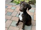 Adopt Praline a Mixed Breed (Medium) / Mixed dog in Rancho Santa Fe