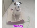 Adopt Wendy a White - with Tan, Yellow or Fawn Terrier (Unknown Type