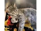 Adopt Kaya a Gray, Blue or Silver Tabby American Shorthair (short coat) cat in
