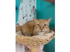 Adopt Zoey a Orange or Red (Mostly) Domestic Shorthair / Mixed (short coat) cat