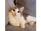 Adopt Nellie a Gray or Blue (Mostly) Domestic Longhair / Mixed (long coat) cat
