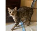 Adopt Boy a Brown Tabby Domestic Shorthair / Mixed (short coat) cat in Los