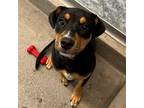 Adopt Coco a Mixed Breed (Medium) / Mixed dog in Rancho Santa Fe, CA (38638308)