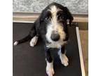 Adopt Harrison a Mixed Breed (Medium) / Mixed dog in Rancho Santa Fe