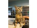Adopt Leisel a Calico or Dilute Calico American Shorthair (short coat) cat in
