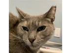 Adopt Taki a Tortoiseshell Domestic Shorthair / Mixed cat in Wilmington