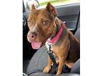 Adopt Lucy a Brown/Chocolate Mixed Breed (Large) / Mixed dog in Oklahoma City