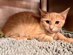 Adopt TRITON a Cream or Ivory Domestic Shorthair / Domestic Shorthair / Mixed