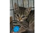Adopt Lucky Charms-kitten a Brown or Chocolate Domestic Shorthair / Mixed (short