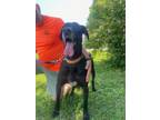 Adopt NINA! a Black Great Dane / Mixed dog in Owenboro, KY (38637778)