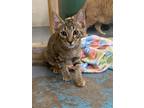 Adopt Bee-Bee a Brown or Chocolate Domestic Shorthair / Domestic Shorthair /