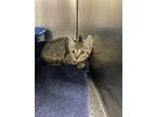 Adopt Shelby a Brown Tabby Domestic Shorthair (short coat) cat in Richmond Hill