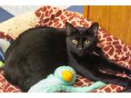 Adopt Skip a All Black Domestic Shorthair (short coat) cat in Marysville