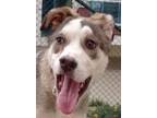 Adopt DREE (LOCAL) - mt/kt a Labrador Retriever / Husky dog in Langley