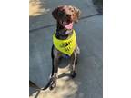 Adopt Dobby a Brown/Chocolate German Shorthaired Pointer / Mixed dog in Menlo