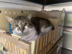 Adopt Robert(petsmart)bonded With Dukes a Domestic Shorthair / Mixed cat in