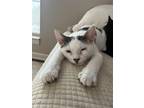 Adopt Andrea a Domestic Shorthair / Mixed cat in Camden, SC (38632424)