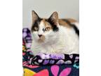 Adopt Stork (fka Abbey) a Domestic Shorthair / Mixed (short coat) cat in