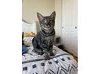 Adopt Gee 4076 a Domestic Shorthair / Mixed cat in Vista, CA (38633647)