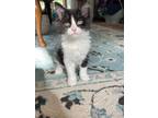 Adopt Oreo a Spotted Tabby/Leopard Spotted Domestic Mediumhair / Mixed cat in