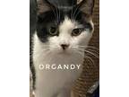 Adopt Organdy a Domestic Shorthair / Mixed cat in Brookeville, MD (38629992)