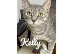 Adopt Kelly a Domestic Mediumhair / Mixed cat in Brookeville, MD (38630310)