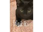 Adopt Waikiki a Domestic Shorthair / Mixed cat in Brookeville, MD (38630309)