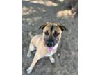 Adopt Obi a Black - with Tan, Yellow or Fawn Boxer / Shepherd (Unknown Type) /