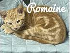 Adopt Romaine a Domestic Mediumhair / Mixed cat in Brookeville, MD (38629986)