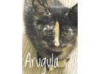 Adopt Argula a Domestic Mediumhair / Mixed cat in Brookeville, MD (38629984)