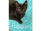 Adopt Hanalei a Domestic Shorthair / Mixed cat in Brookeville, MD (38630308)