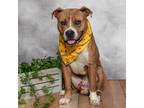 Adopt Yo-yo aka Gotti a Tan/Yellow/Fawn Pit Bull Terrier / Mixed dog in East ST