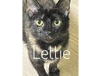 Adopt Lettie a Domestic Mediumhair / Mixed cat in Brookeville, MD (38629983)