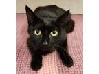Adopt Paisley a Domestic Shorthair / Mixed cat in Lexington, KY (38616793)