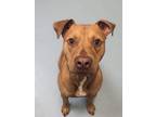 Adopt Simba a American Pit Bull Terrier / Mixed dog in Portsmouth, VA (38629962)