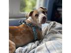 Adopt Marla a Catahoula Leopard Dog / Mixed Breed (Medium) / Mixed dog in