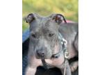 Adopt Lydia a Gray/Blue/Silver/Salt & Pepper Pit Bull Terrier / Mixed dog in
