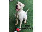 Adopt Jake -Stray a White American Pit Bull Terrier / Mixed dog in Wilkes Barre