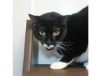 Adopt Milo a All Black Domestic Shorthair / Mixed cat in West Palm Beach