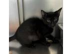 Adopt Erie a All Black Domestic Shorthair / Mixed cat in South Haven