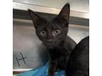 Adopt Huron a All Black Domestic Shorthair / Mixed cat in South Haven